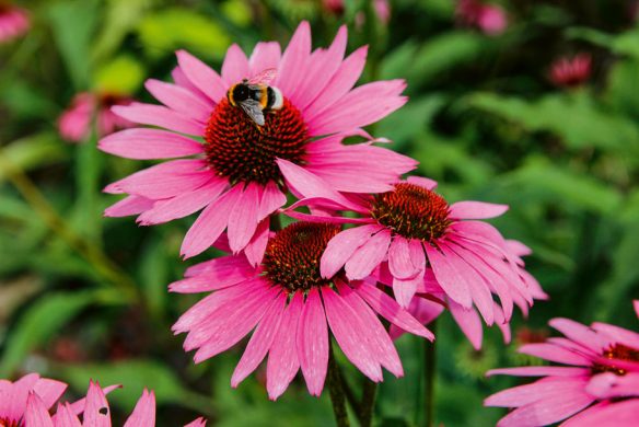 Eine Hummel sammelt Nektar von den leuchtend rosafarbenen Sonnenhutblumen mit dunkler Mitte - zu sehen in "Stauden im Garten | Für Gartenprofis und die, die es noch werden wollen" vom Callwey Verlag - vor üppig grünen Blättern und einem verschwommenen Gartenhintergrund.