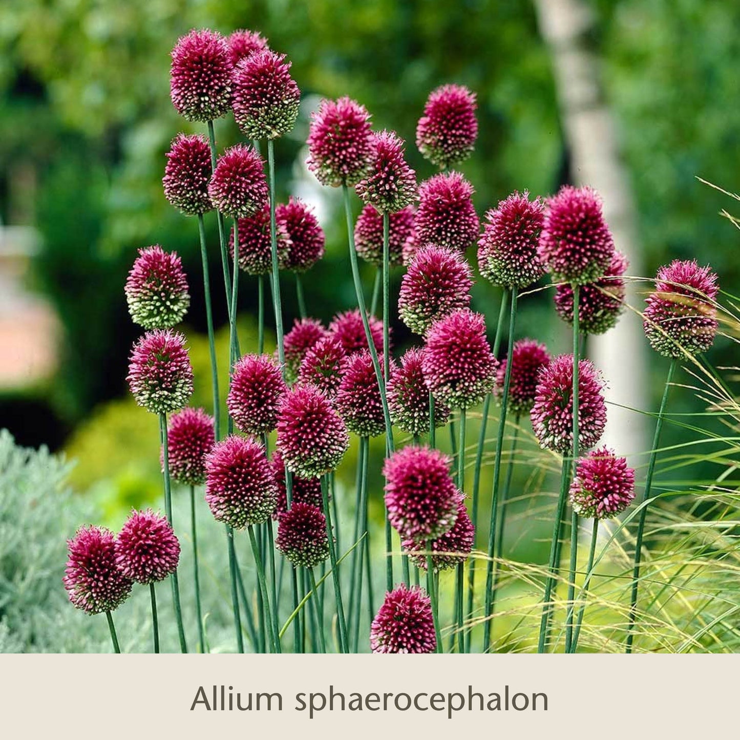 Hohe, schlanke Stiele, an deren Spitzen sich runde Büschel violetter „Schwebende Lauche: Unsere Zierlauchfavoriten“ der Königlichen Gartenakademie befinden, blühen zwischen Blumenzwiebeln in einem Garten, während im Hintergrund üppiges Grün verschwommen zu sehen ist.