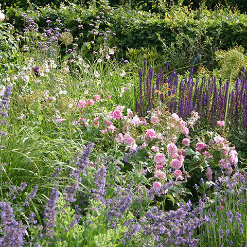 Erleben Sie den lebendigen Cottage Garten-Look mit blühenden rosa Rosen, hoch aufragenden lila Stauden und üppig grünem Laub am Sa. 24.10.2026 | 13.30-16.30 HALBTAGESKURS "Der Cottage Garten: Der Garten der Zukunft" der Königlichen Gartenakademie.