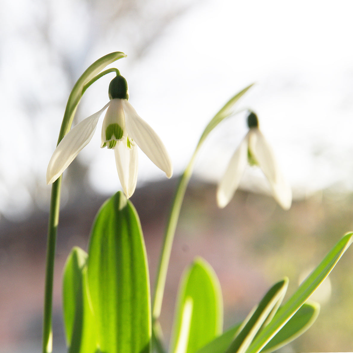 Nahaufnahme von zwei Galanthus nivalis ‚Mount Everest‘-Schneeglöckchen von Weijers, die eine reinweiße Blüte mit grünen Markierungen inmitten üppiger Blätter zeigen, vor einem sanft unscharfen Hintergrund in hellem Tageslicht.