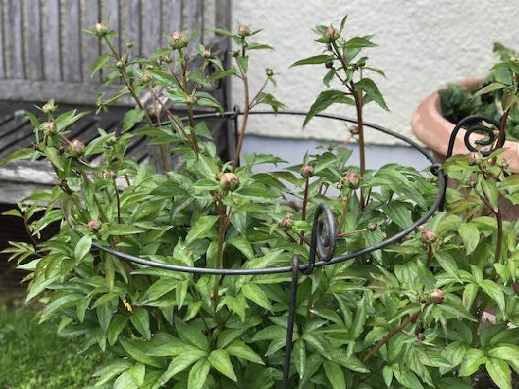 Eine Blattpflanze mit vielen ungeöffneten Knospen wird von dem Hirsch OttO-Staudenhalter Höhe 90 cm in einem Garten gestützt, mit einer Holzbank und einem großen Terrakottatopf im Hintergrund.
