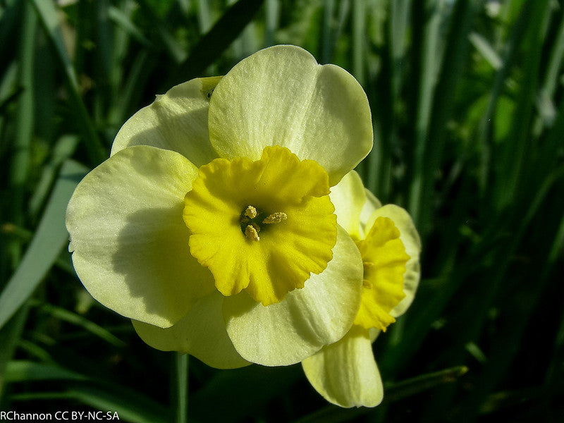 Nahaufnahme von zwei Weijers-Narzissen der Sorte „Sundisc“ (Jonquilla-Narzissen) mit runden gelben Blüten und leuchtenden Blütenmitten vor einem sanft unscharfen grünen Hintergrund aus Blättern und Stielen.