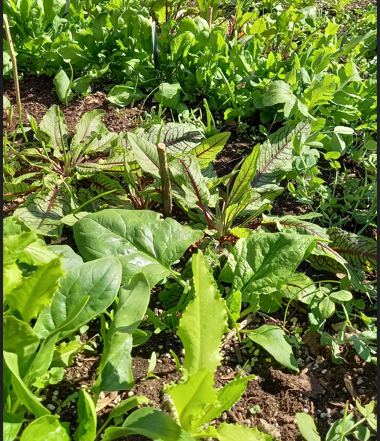 Eine Auswahl an frischem Gemüse, das in einem Beet für den Workshop Frisches Gemüse das ganze Jahr – NEU an der Königlichen Gartenakademie wächst.