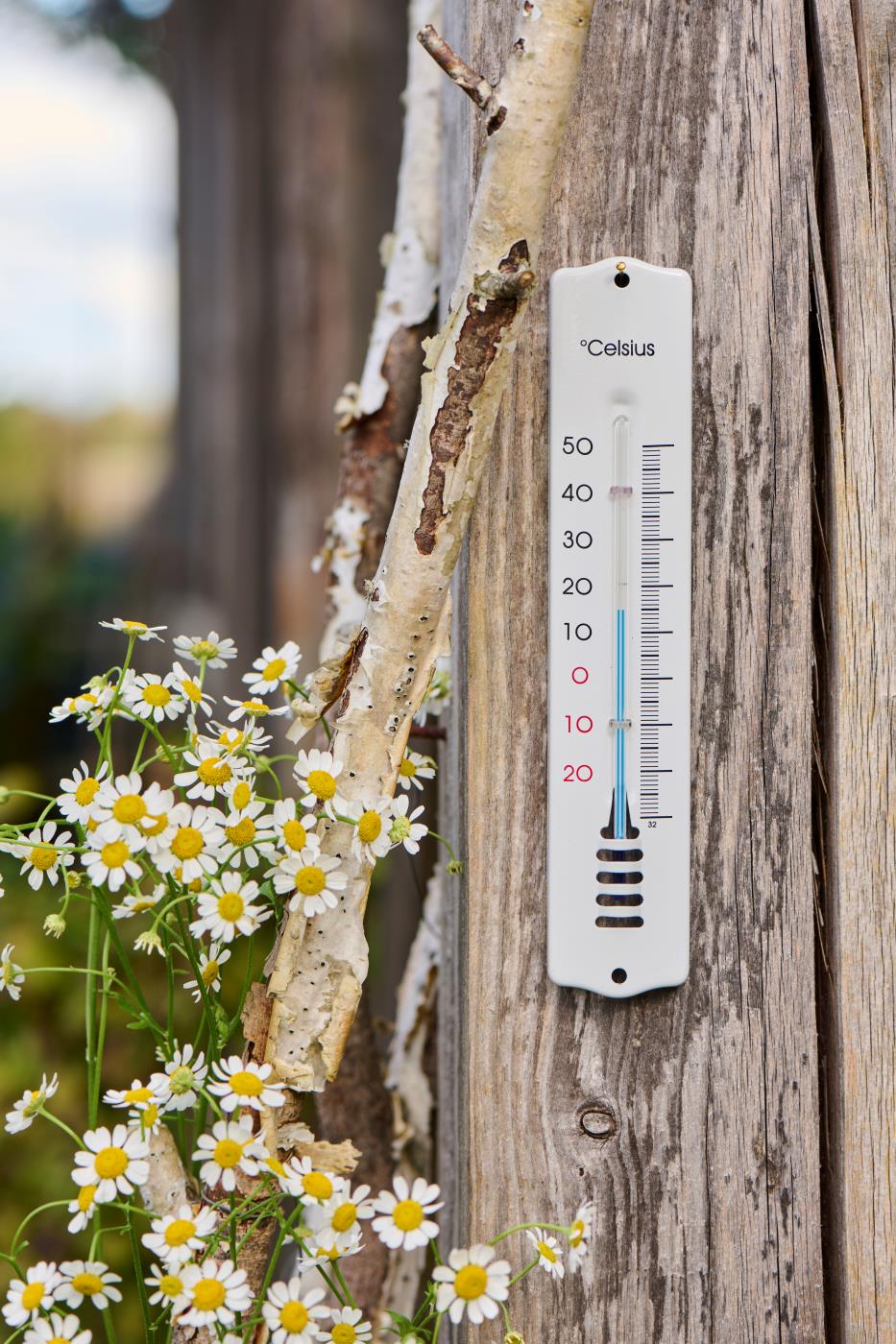 Ein IB Laursen Thermometer aus Emaille von IB Laursen ist an einem Holzpfosten in der Nähe eines Zweigs und kleiner weißer Gänseblümchen angebracht und zeigt ungefähr 18°C an. Der Hintergrund erscheint unscharf.
