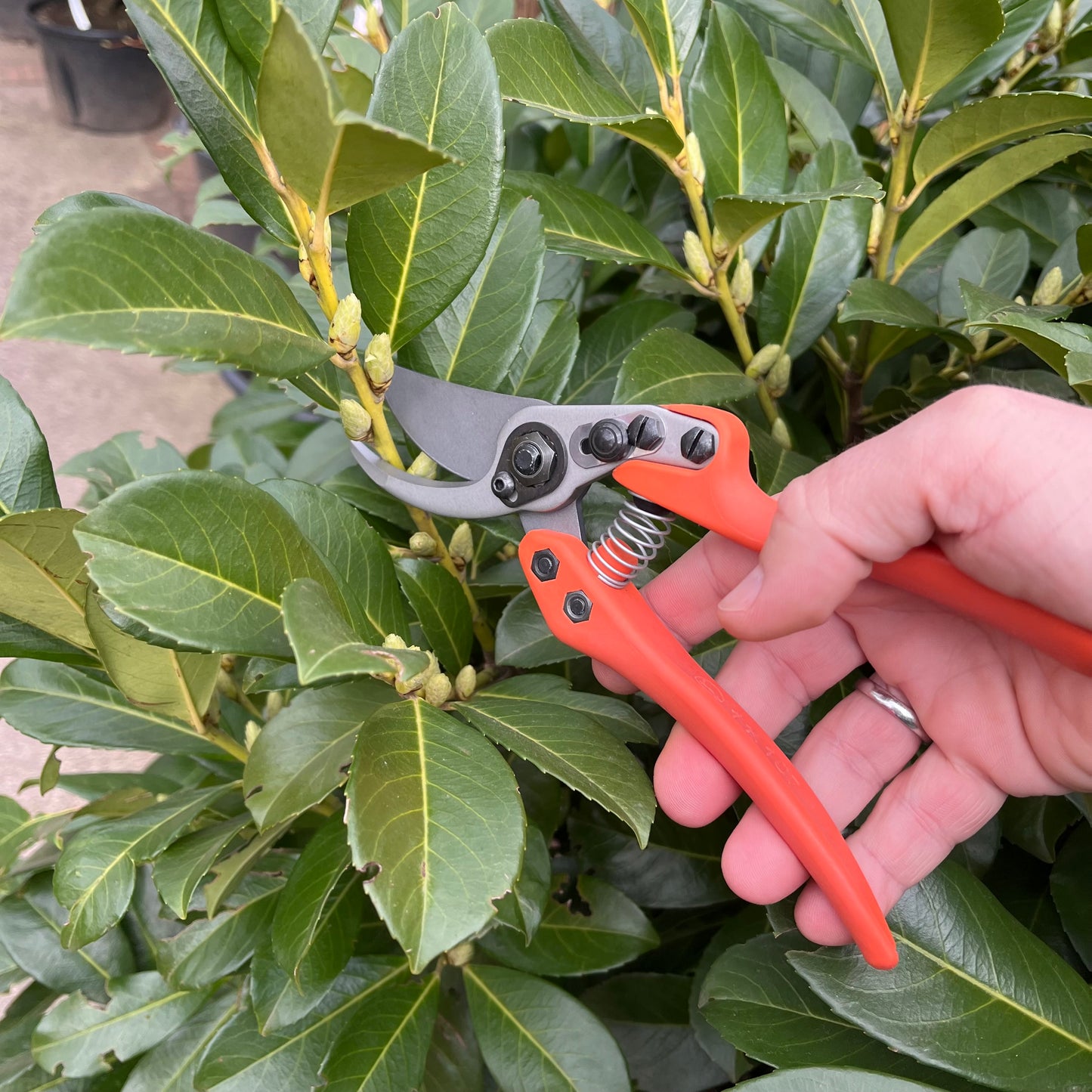 Eine Hand hält die orangefarbene Löwe Original Löwe 11 - Classic Power Cut Gartenschere, bereit, einen präzisen Schnitt am Stiel einer grünen Blattpflanze mit mehreren Knospen vorzunehmen.