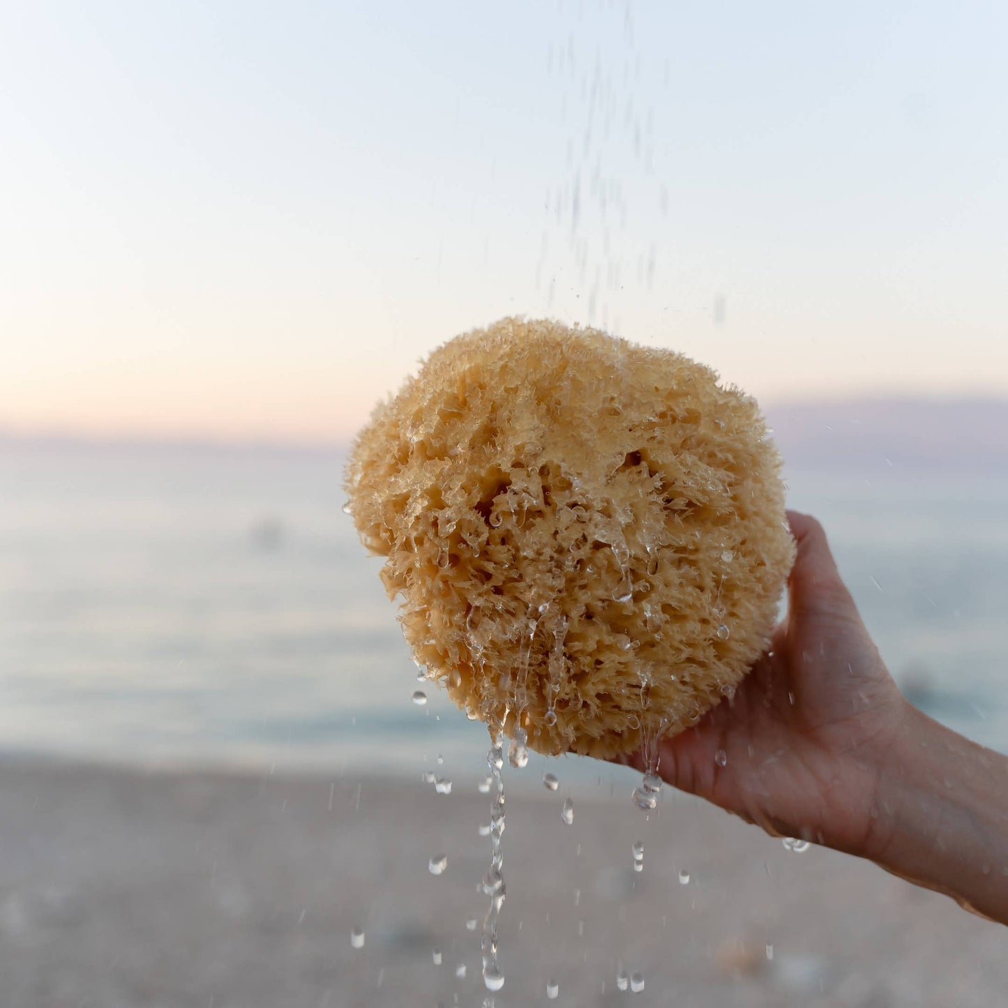 Eine Hand hält den Croll & Denecke | Nachhaltiger Naturschwamm aus dem Meer S am Strand, Wasser tropft herab. Im Hintergrund glitzert das Meer unter pastellfarbenem Himmel - ideal für nachhaltige Pflege und luxuriöses Duschen.