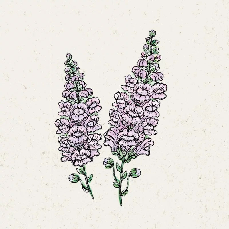 Eine handgezeichnete Illustration von Jora Dahl zu Antirrhinum majus 'Summer Lavender' (Löwenmäulchen) zeigt zwei lavendelfarbene Blütenähren mit hellvioletten Blüten und grünen Stängeln auf einem cremefarbenen Hintergrund.