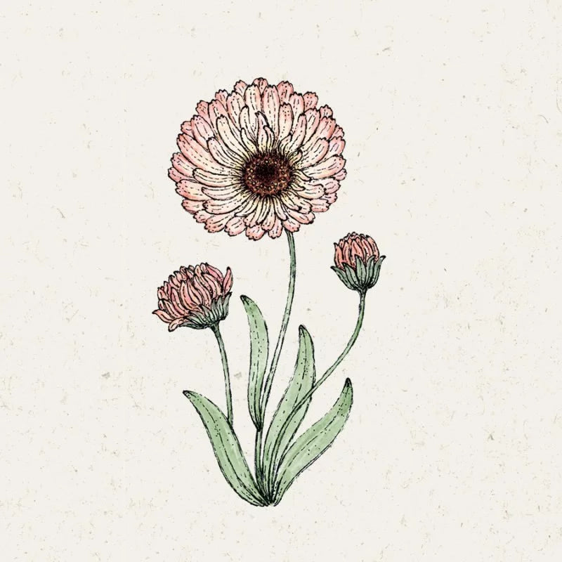 Eine handgezeichnete Illustration von Jora Dahl | Calendula 'Bronze Beauty' (Ringelblume) zeigt eine rosa, gänseblümchenartige Blüte mit zwei kleineren Knospen und grünen Blättern auf einem hellen, strukturierten Hintergrund.