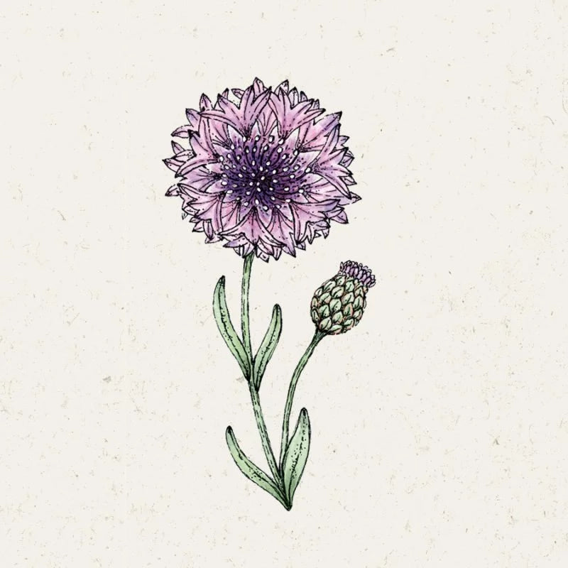 Eine zarte handgezeichnete Illustration von Jora Dahl | Centaurea 'Classic Magic' (Kornblume) von Jora Dahl, mit verschlungenen Lilien, weißen und schwarzen Blüten, grünen Blättern und einer geschlossenen Knospe auf strukturiertem, cremefarbenen Hintergrund.