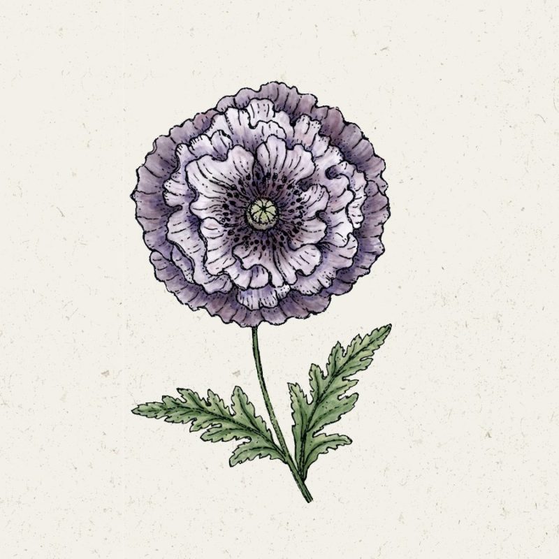 Detaillierte Illustration einer einzelnen, lilafarbenen Blüte von Jora Dahl | Papaver rhoeas 'Amazing Grey' (Klatschmohn) mit grünem Stiel und zwei gezackten Blättern vor einem leicht strukturierten Hintergrund. Inspiriert von den einzigartigen Farbtönen von Jora Dahl.