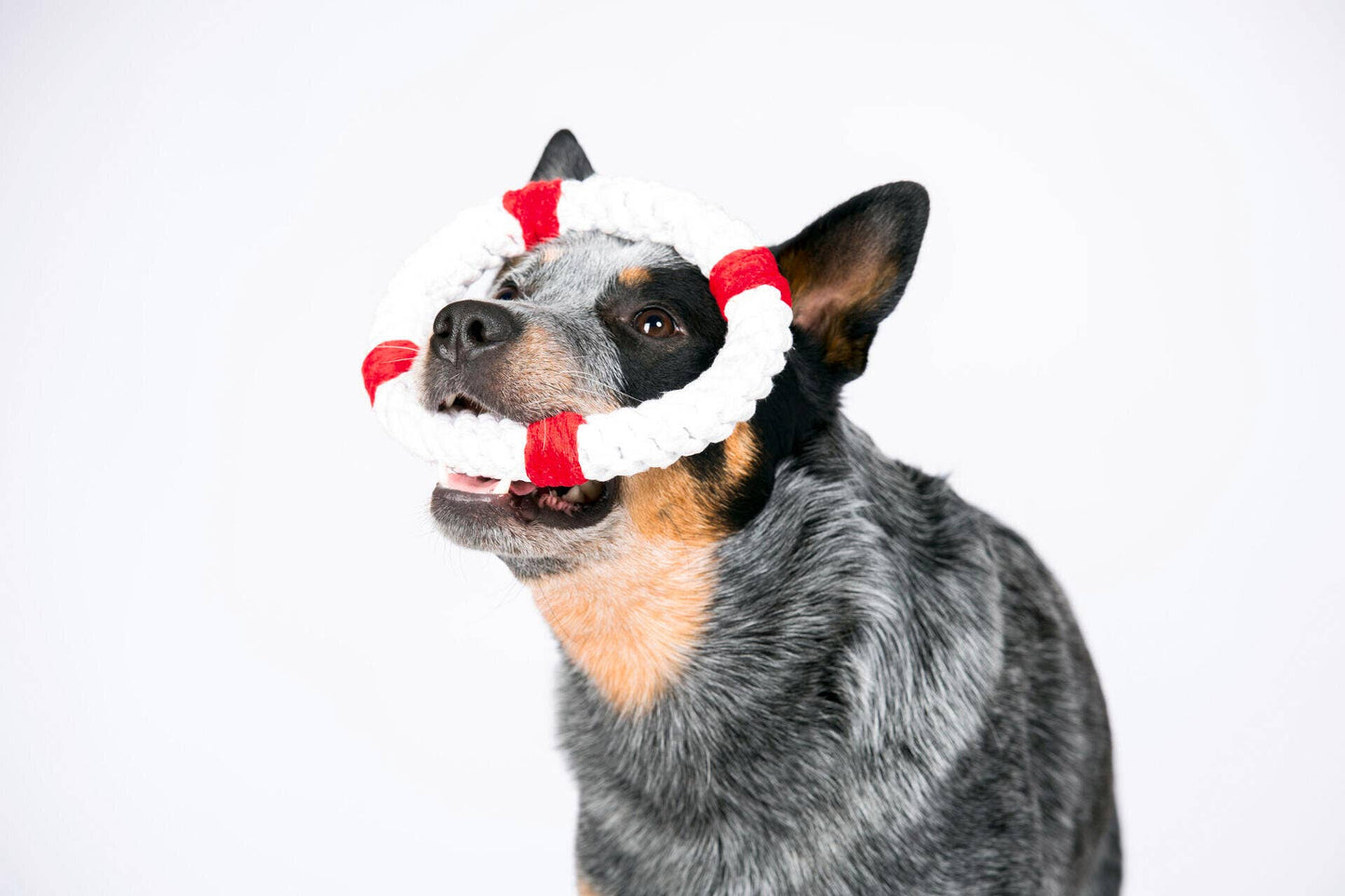 Ein blauer Schäferhund mit schwarzem und braunem Gesicht hält das LABONI Hundespielzeug Rita Rettungsring von LABONI um die Nase und blickt nach oben vor einem schlichten weißen Hintergrund.