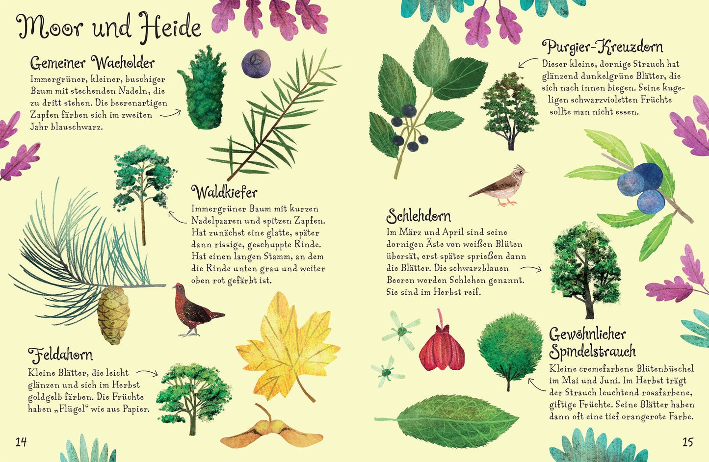 Der Usborne Minis | Naturführer Bäume mit 60 Stickern vom dtv Verlag ist ein deutsches Minibuch mit farbenfrohen Illustrationen von Bäumen, Blättern, Samen, Beeren und Vögeln, die jeweils mit handgeschriebenen Namen und kurzen Beschreibungen versehen sind.