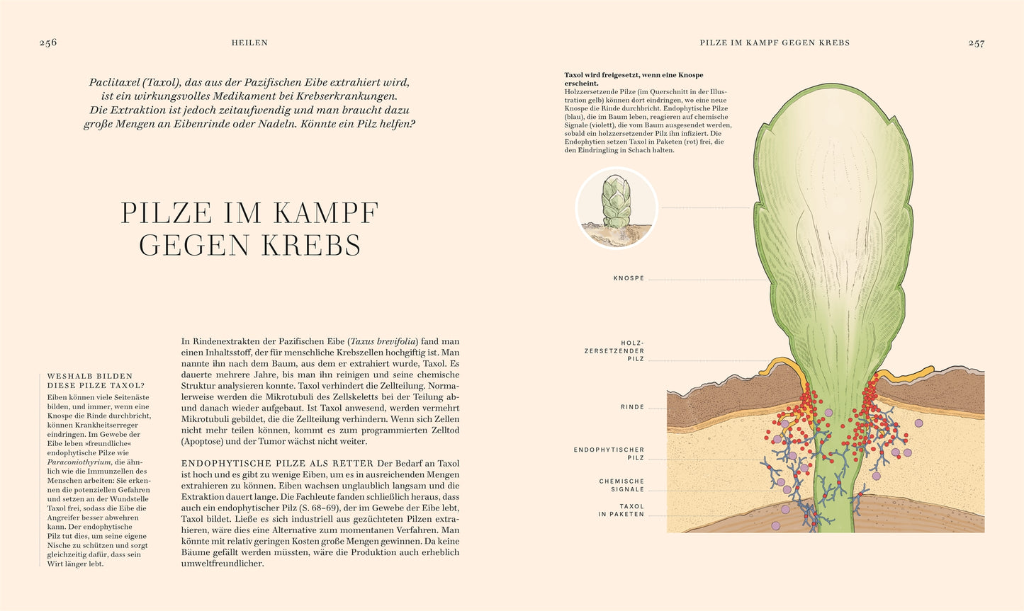 Das Sachbuch "Pilze" vom DK Verlag zeigt hochwertig illustrierte Diagramme, wie Pilzarten mit Haut, Immunsystem und Krebszellen interagieren - perfekt erklärt für jeden Pilzliebhaber.