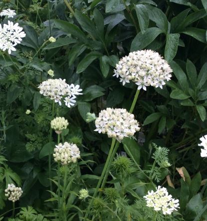 Im Mai und Juni bildet Allium nigrum „Schwarzer Lauch“ von Weijers inmitten des dichten Laubs Büschel weißer, schirmförmiger Blüten mit grünen Stielen und Blättern.
