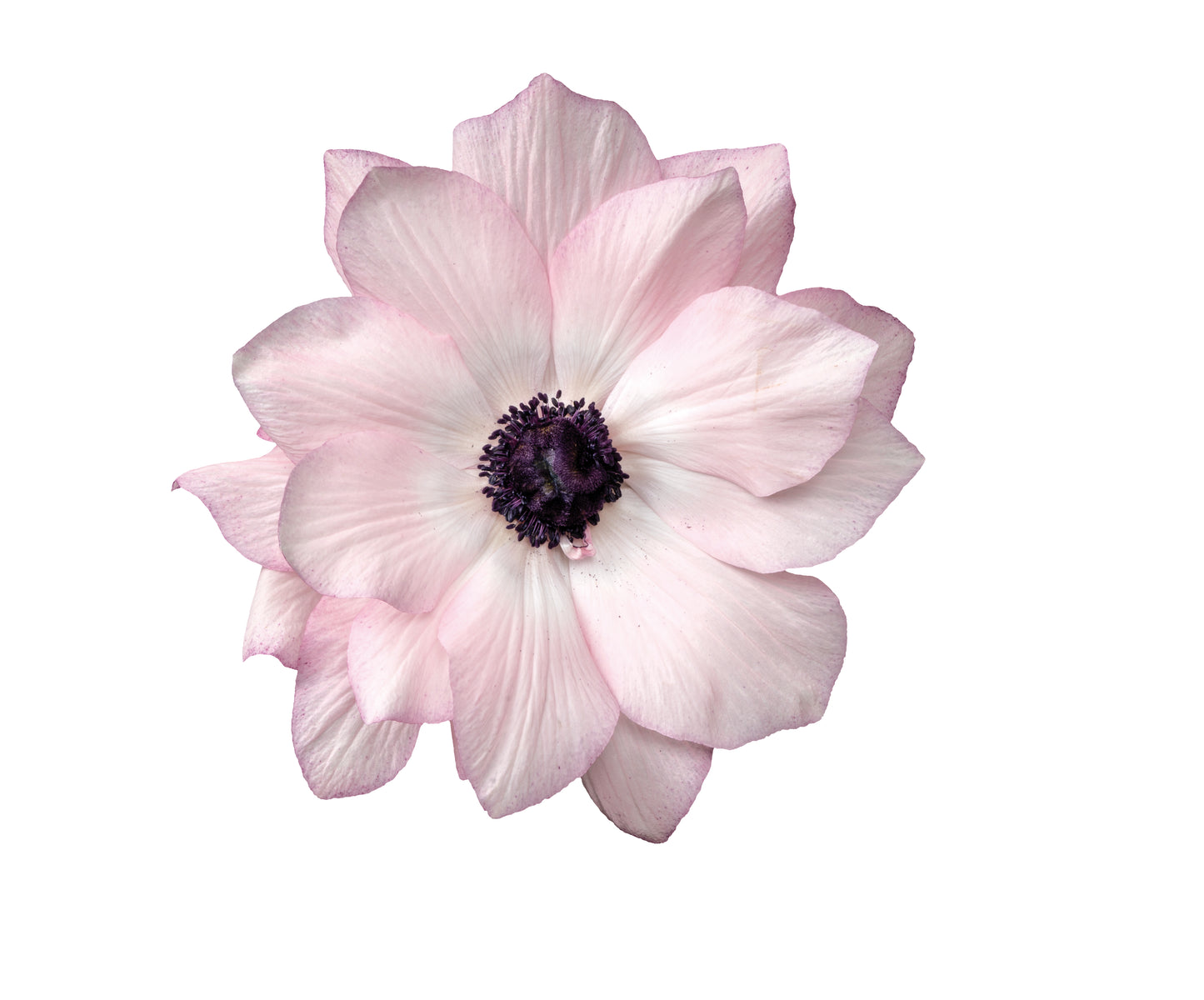 Die Anemone coronaria MISTRAL® ‚Edge Rosa‘ von Sam van Schooten besticht durch eine große, zartrosa Blüte mit dunkelviolettem Zentrum, die als einzelne italienische Kronenanemone vor weißem Hintergrund in Szene gesetzt wird.