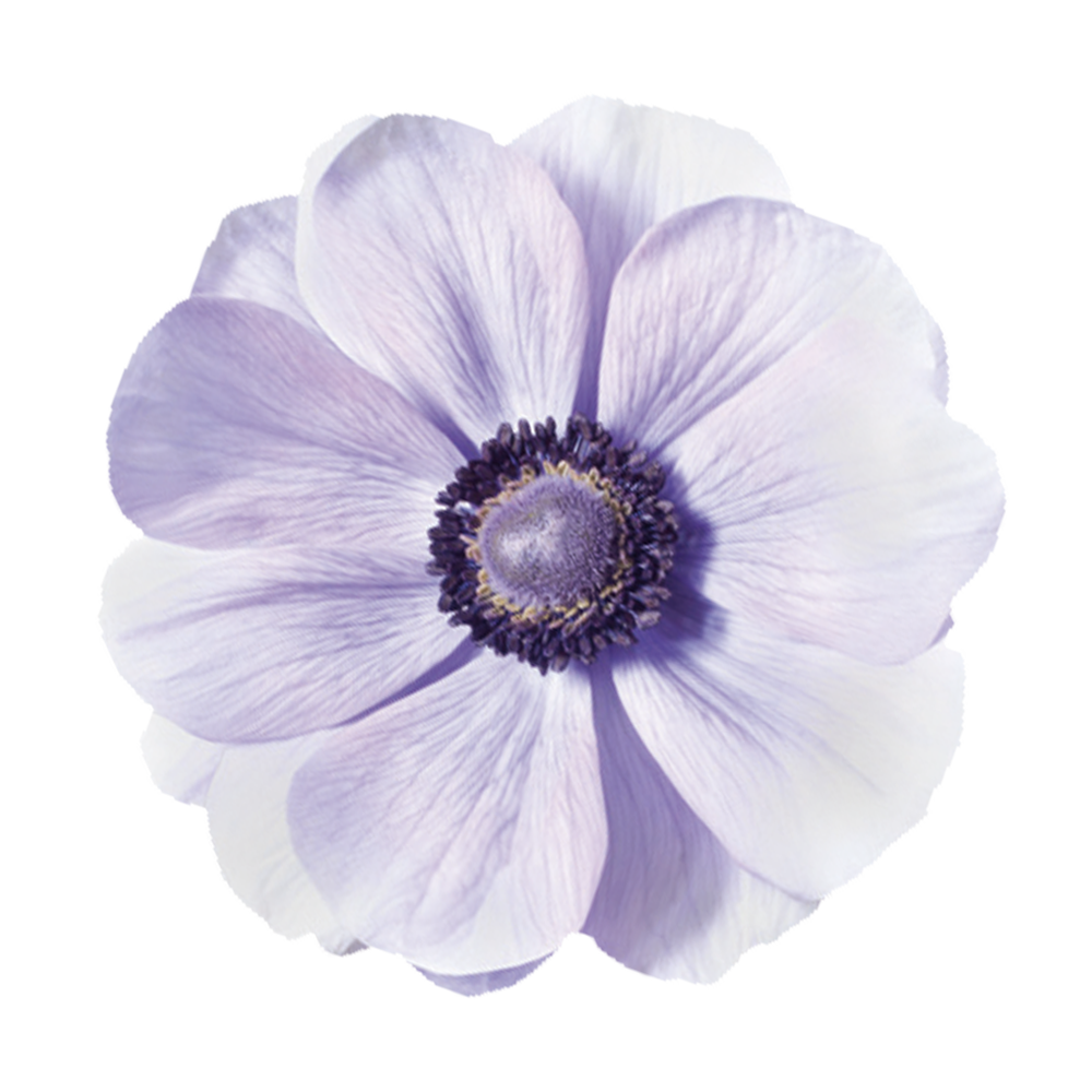 Eine Nahaufnahme einer einzelnen Anemone coronaria MISTRAL PLUS® ‚Azzuro‘ von Sam van Schooten, die große, hellblau-violette Blüten mit zarten Blütenblättern und einer dunkelvioletten Mitte vor einem weißen Hintergrund zeigt.
