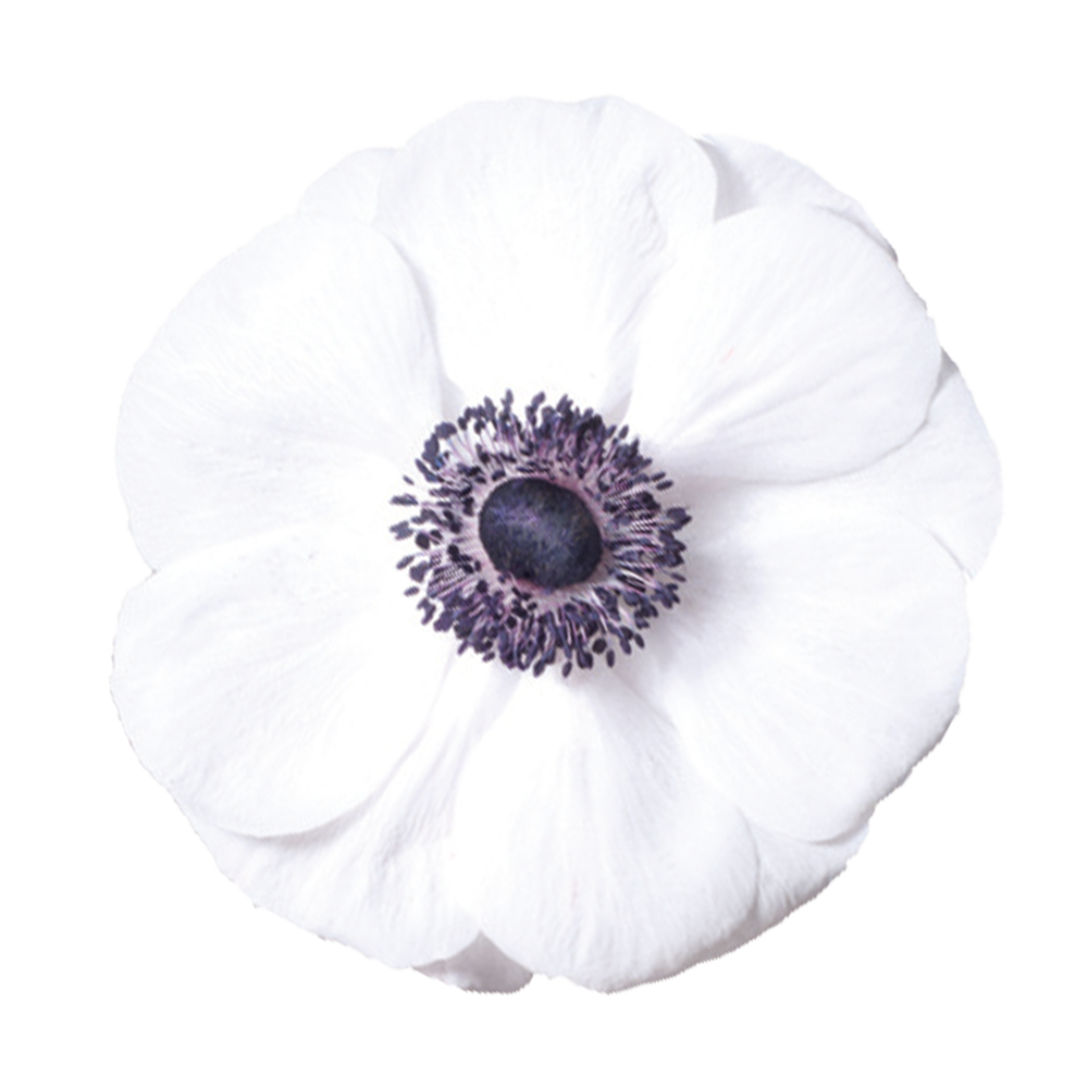 Eine Nahaufnahme der Anemone coronaria MISTRAL PLUS® ‚Panda‘ von Sam van Schooten, die ihre weißen Blüten und die dunkelviolett-schwarze Mitte zeigt – ein elegantes, insektenfreundliches Highlight für jeden Garten, präsentiert auf weißem Hintergrund.