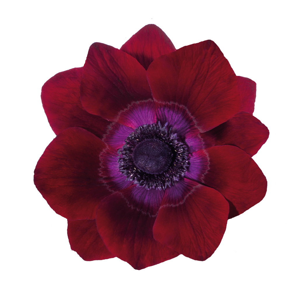 Eine einzelne Anemone coronaria MISTRAL® ‚Bordeaux‘ von Sam van Schooten mit großen Blüten und einer dunkelvioletten Mitte hebt sich vor einem weißen Hintergrund ab – eine insektenfreundliche Wahl für jede Blumendekoration.