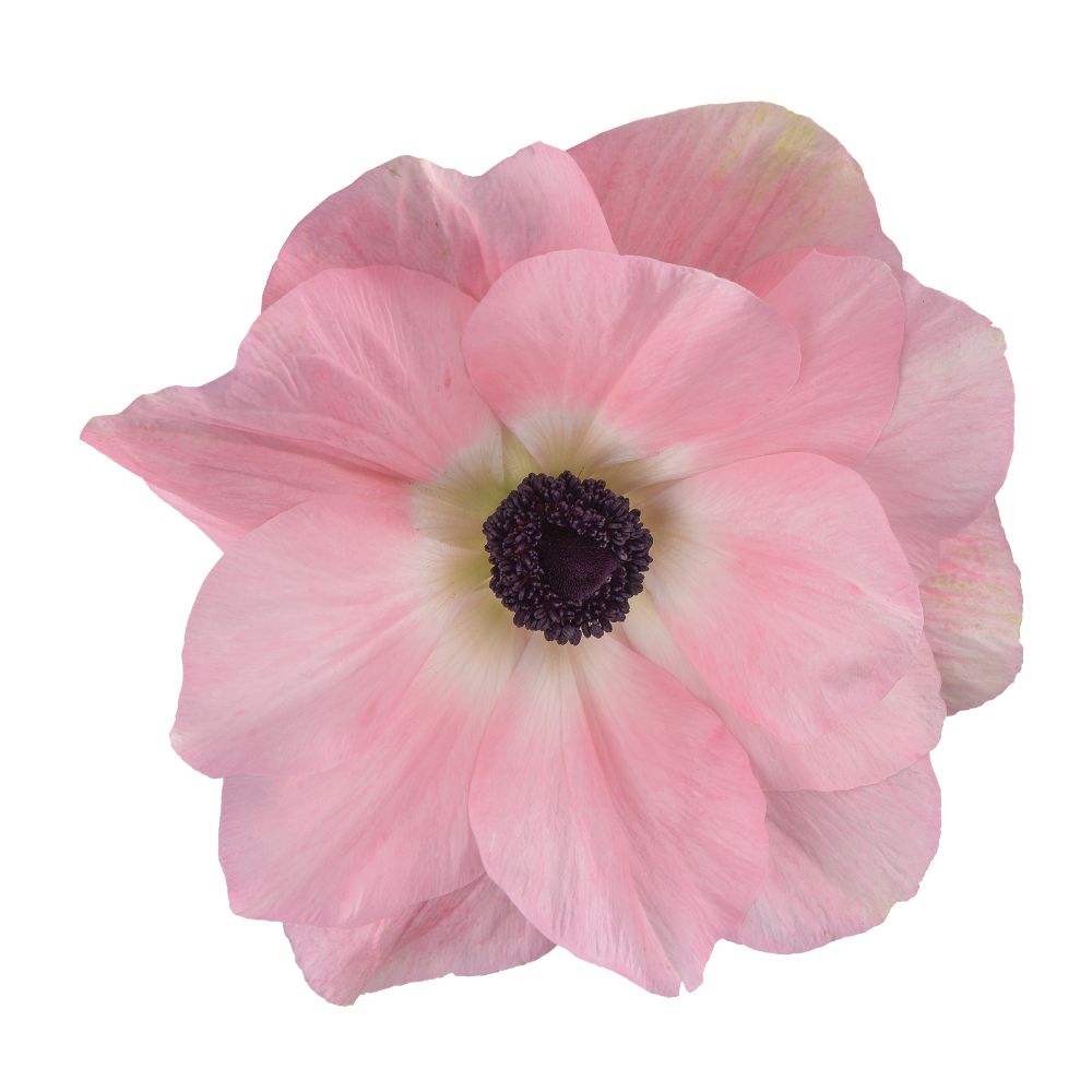 Eine Nahaufnahme der Anemone coronaria MISTRAL® ‚Rosa Chiaro‘ von Sam van Schooten zeigt ihre eleganten, großen Blüten mit zarten, geschichteten Blättern und einer dunkelvioletten Mitte – ein insektenfreundlicher Akzent für jeden Garten.