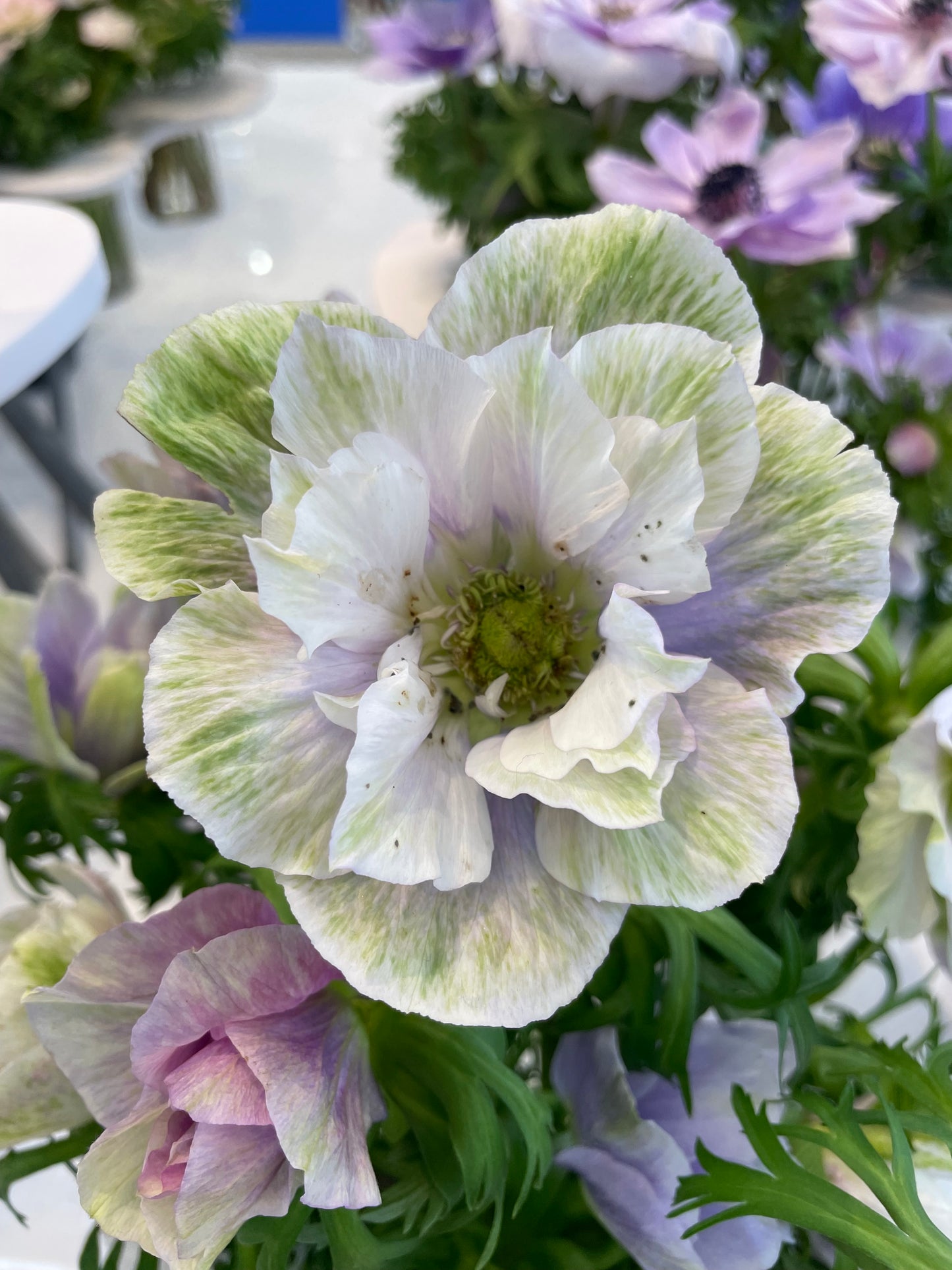 Eine Nahaufnahme von Anemone coronaria MISTRAL® ‚Pale‘ von Verberghe mit großen helllila-weißen Blüten und grünen Streifen, umgeben von insektenfreundlichen Blumen und sattgrünem Laub – perfekt für jeden Garten.