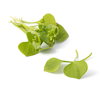 Ein kleiner Strauß frischer, grüner Arche Noah | Winterportulak mit runden, herzförmigen Blättern und dünnen Stängeln liegt auf einer weißen Fläche. Perfekt als Bio-Saatgut von Arche Noah für Ihren Biogarten.