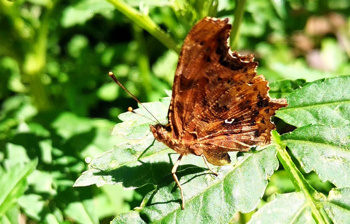 Ein brauner Schmetterling mit zerfledderten Flügeln auf einem grünen Blatt verkörpert Naturschutz im Garten. Erleben Sie solche heiteren Momente beim HALBTAGESKURS "Naturschutz im Garten" der Königlichen Gartenakademie am Mi. 06.05.2026, 10.00-13.00 Uhr.