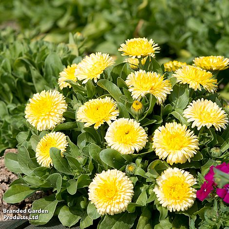 Eine Gruppe von Thompson & Morgan Ringelblume 'Double Lemon', eine einjährige Pflanze mit grünen Blättern, blüht in einem Gartenbeet zwischen essbaren Blumen und üppigem Laub, mit einer kleinen rosa Blüte in der Ecke.
