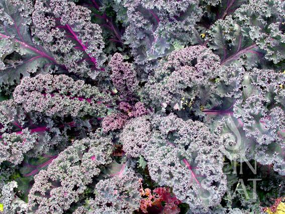Nahaufnahme von Reinsaat | Grünkohl 'Rosco' (Brassica oleracea var. sabellica): gekräuselte Blätter mit satten Grün- und Violetttönen, leuchtend rosa Adern und einer dichten, dekorativen Textur - ein auffälliges Wintergemüse von Reinsaat.