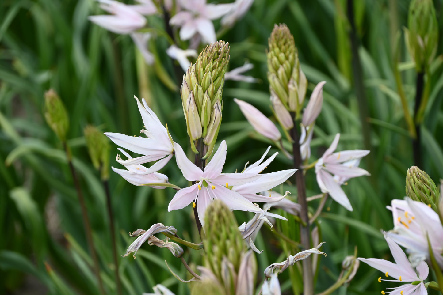 Camassia leichtlinii ‚Pink Star‘ (Leichtlins Prärielilie) von Verberghe besticht durch zartrosa Blüten mit spitzen Blütenblättern und hohen grünen Knospen inmitten schlanker Blätter – ideal für Staudenbeete, in denen sich Blüten und Knospen miteinander vermischen.