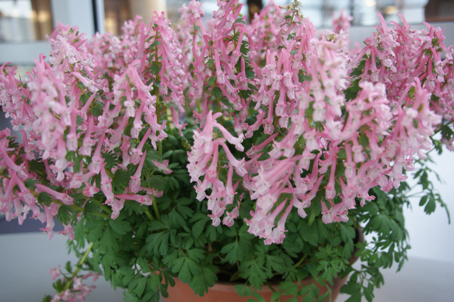 Die Corydalis solida ‚Beth Evans‘ (Gefingerter Lerchensporn) von Weijers wird als Topfpflanze mit üppigem grünem Laub und zartrosa, früh blühenden, röhrenförmigen Blüten gezeigt, die im Innenbereich im Halbschatten vor einem unscharfen Hintergrund präsentiert wird.