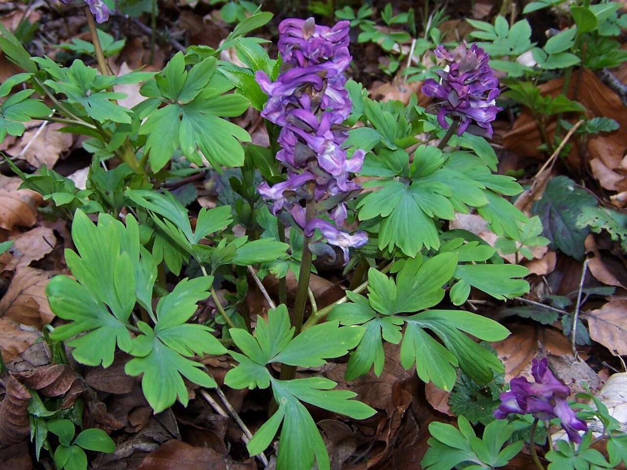 Corydalis cava – Hohler Lerchensporn von Weijers: Einheimische Mohngewächsart mit violetten Blüten und gelappten Blättern, die im Laub als früher Bodendecker wächst und eine ideale Futterpflanze für Bienen ist.