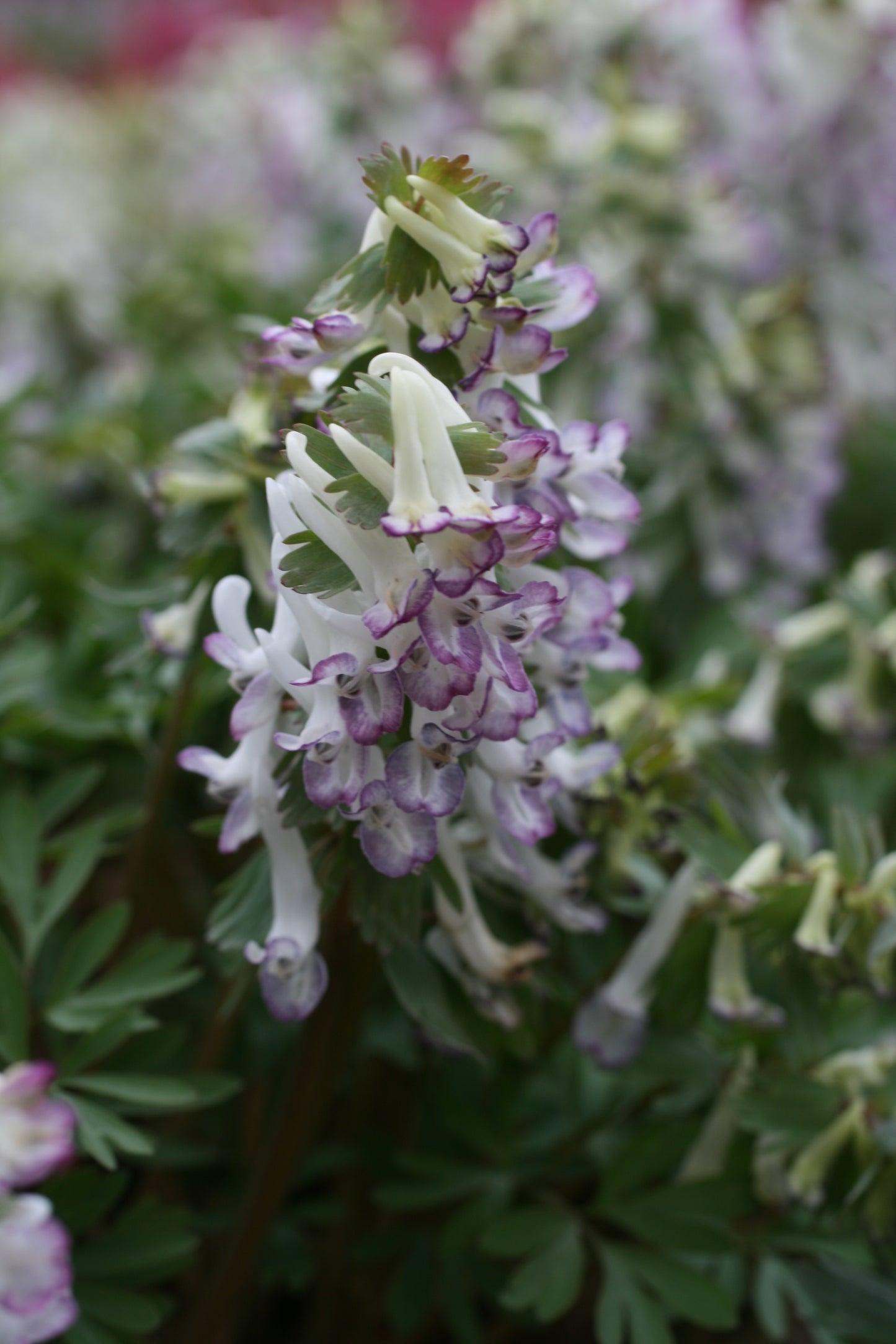 Eine Nahaufnahme von Corydalis solida ‚Merlin‘ – Gefingerter Lerchensporn von Weijers – zeigt zarte, röhrenförmige weiße Blüten mit hellvioletten Rändern, die im Halbschatten gedeihen und einen frühblühenden Teppich bilden, der inmitten üppig grünen Laubs frühe Insekten anlockt.