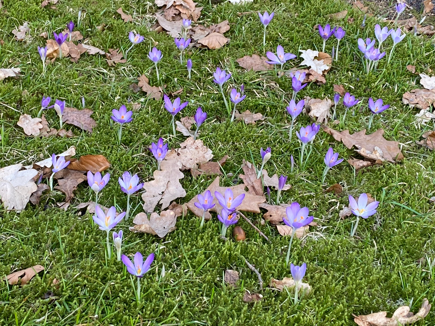 Der Crocus tommasinianus – Dalmatiner-Krokus von Weijers – blüht früh im Jahr zwischen grünem Moos und braunen Blättern und dient den Bienen als wichtige Pollenquelle sowie als Zeichen für den Frühlingsbeginn.
