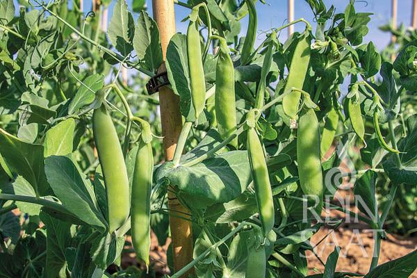 Mehrere Schoten der Reinsaat | Schalerbse 'Kleine Rheinländerin' wachsen an belaubten Ranken im Garten, gestützt von Holzpfählen und sonnenbeschienen, und präsentieren diese frostbeständigen und gesunden Pflanzen von Reinsaat.