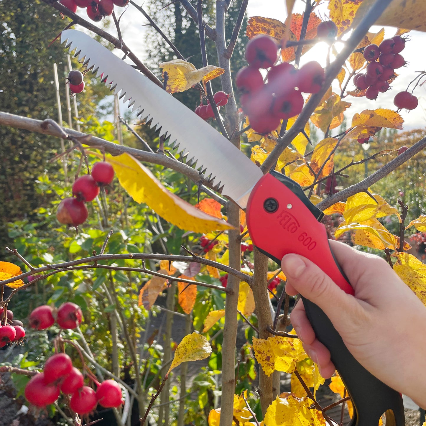 Eine Hand hält eine Felco Baumsäge 600 mit ergonomischem Griff, bereit zum Schneiden eines mit Beeren beladenen Zweigs zwischen gelbem Herbstlaub im Garten. Das Sonnenlicht beleuchtet das Felco-Werkzeug, das für präzises Arbeiten entwickelt wurde.