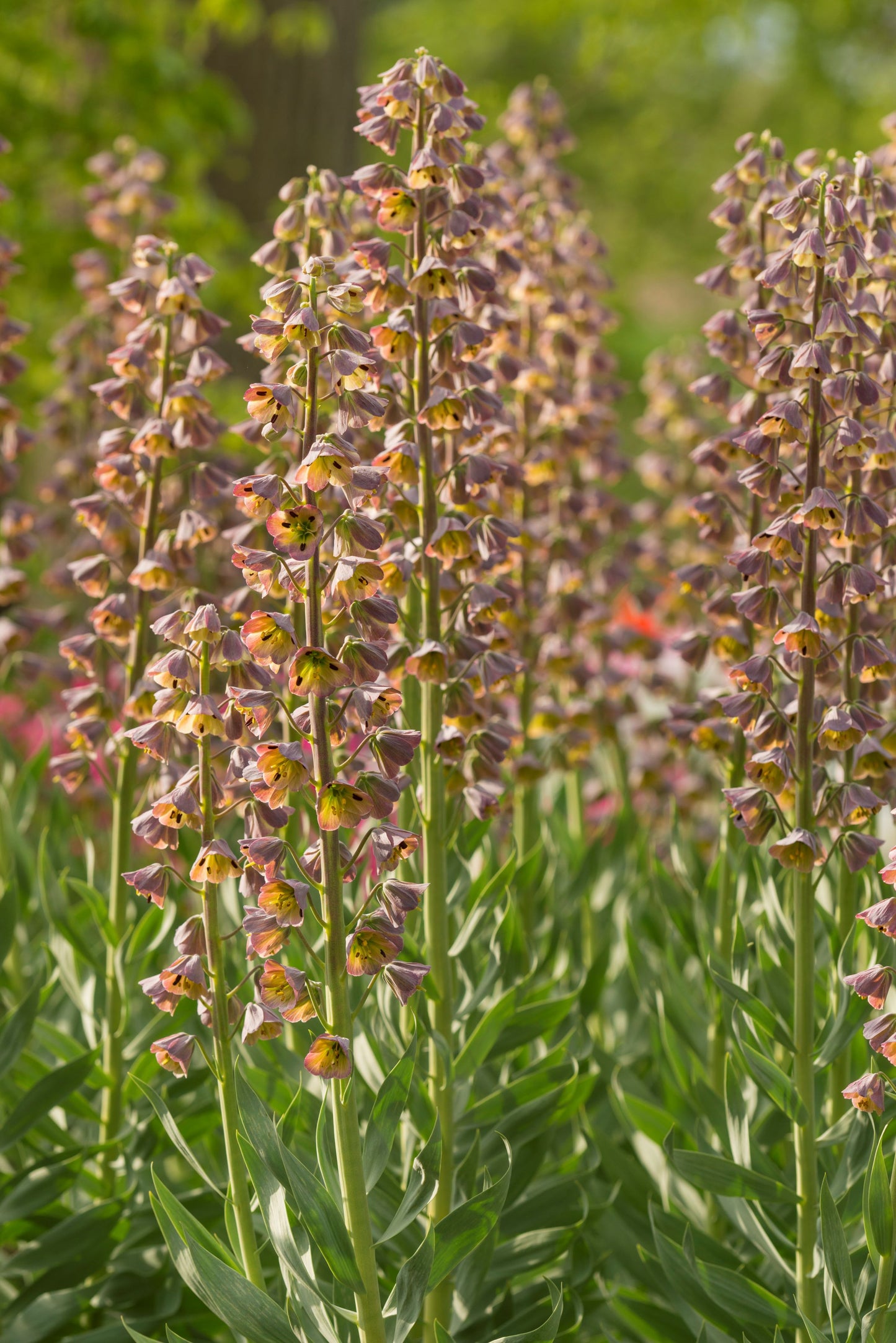 Hohe Stiele der Fritillaria persica ‚Magic Bells‘ von Verberghe, einer neuen zweifarbigen Persischen Kaiserkrone, blühen dicht beieinander inmitten üppig grüner Blätter und heben sich an einem sonnigen Tag vom verschwommenen Grün ab.