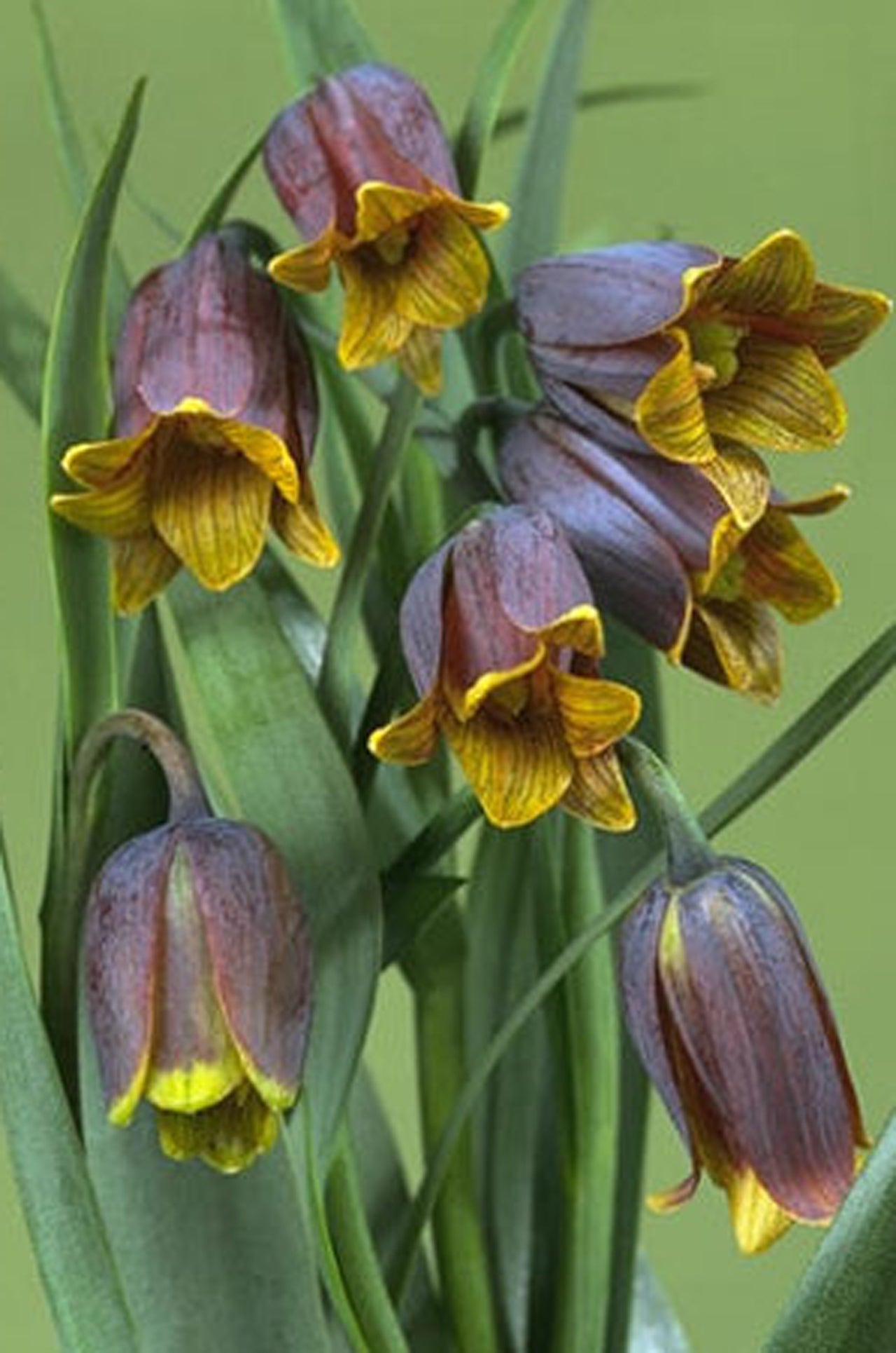 Eine Gruppe von Fritillaria uva-vulpis (Fuchstrauben-Fritillarie) von Weijers zeigt weintraubengroße, violette Blüten mit gelben Zentren inmitten langer grüner Blätter vor einem zartgrünen Hintergrund.