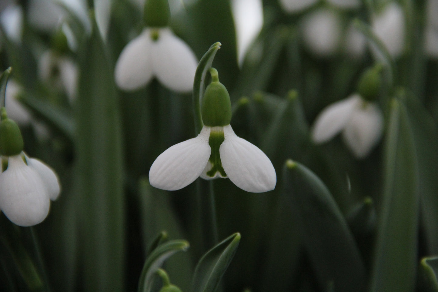 Nahaufnahme des Galanthus elwesii „Beluga“-Schneeglöckchens von Verberghe, die zarte weiße Blüten mit grüner Markierung an ballonartigen Blütenblättern sowie grüne Stiele und Blätter im sanften Licht zeigt.