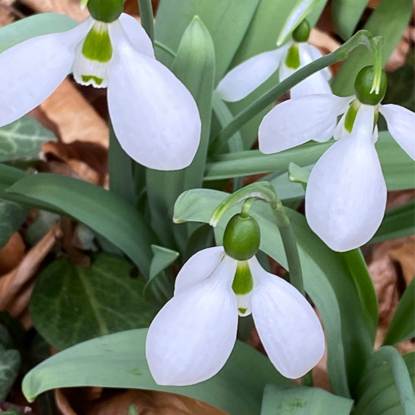 Nahaufnahme mehrerer Weijers Galanthus elwesii ‚Polar Bear‘ – Elwes-Schneeglöckchen mit grünen Stielen und Blättern, deren weiße Blüten sich deutlich von den braunen, abgefallenen Blättern und dem grünen Bodenbewuchs abheben.