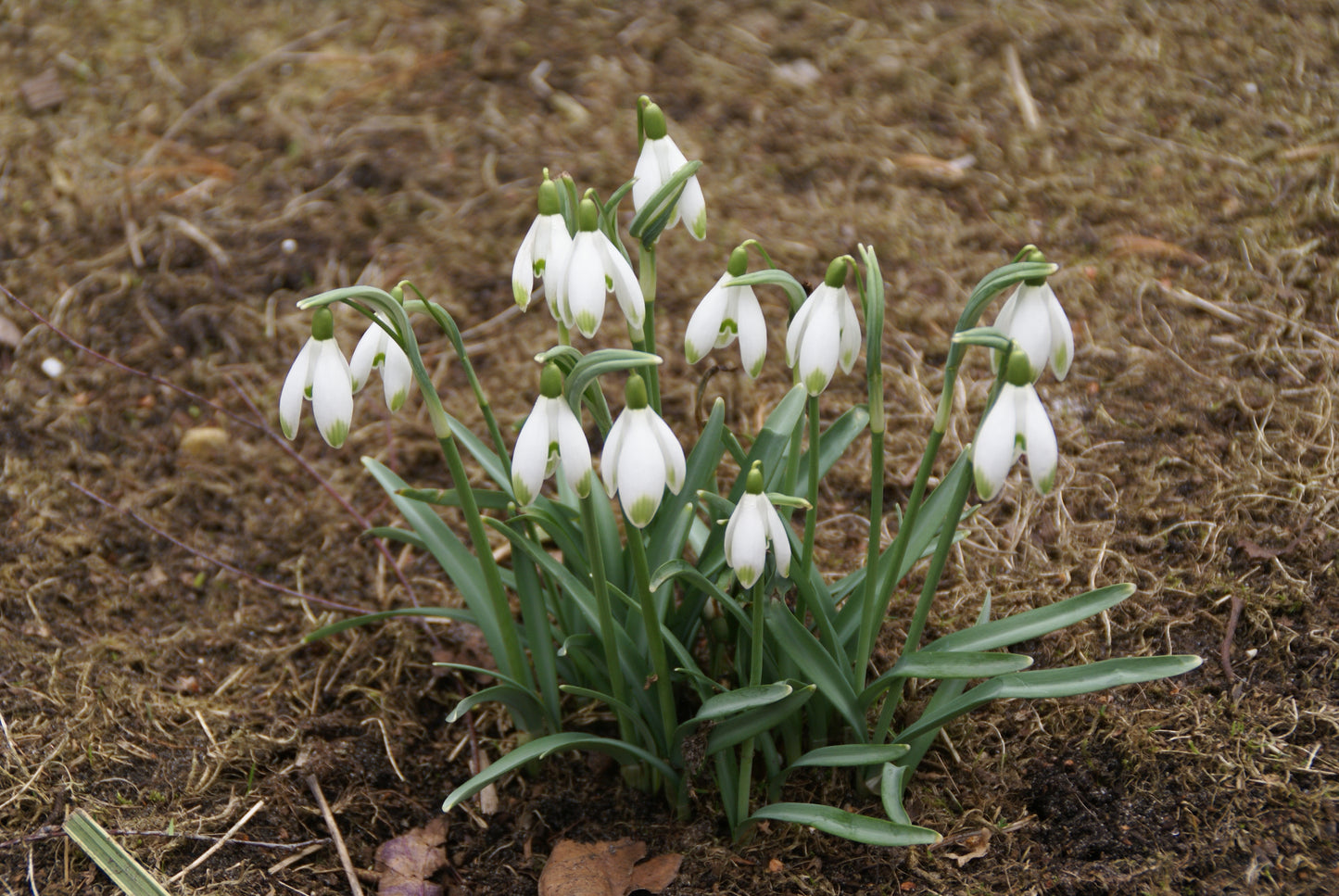 Die Galanthus nivalis ‚Viridapiece‘ – Grünspitziges Schneeglöckchen von Verberghe – zeichnet sich durch weiße Blüten mit grün gespitzten Blütenblättern und grünen Stielen aus. Sie blüht von Februar bis März, gedeiht sowohl in der Sonne als auch im Halbschatten und kündigt den frühen Frühling an.