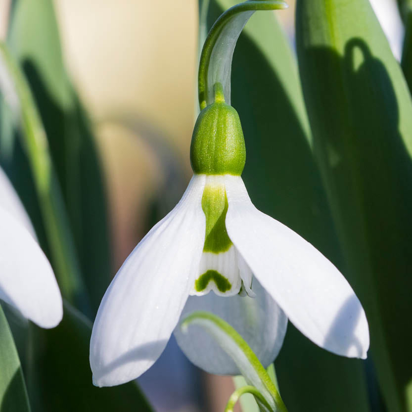 Nahaufnahme eines Galanthus elwesii ‚Snow Fox‘ (Schneeglöckchen) von Weijers, die ein einzelnes weißes Schneeglöckchen mit grünen Markierungen zeigt, umgeben von üppigem Laub in hellem Tageslicht.