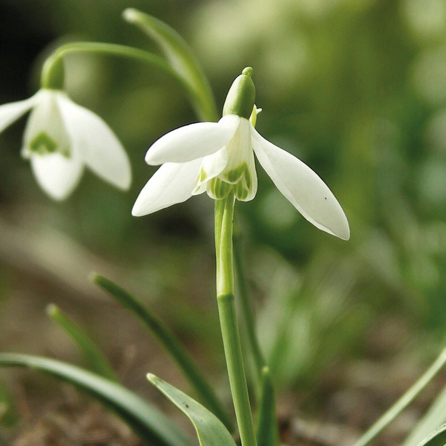 Eine Nahaufnahme des Schneeglöckchens Galanthus nivalis 'Ikariae' von Sam van Schooten, die seine zarten weißen Blütenblätter mit grünen Markierungen vor einem sanft unscharfen Naturhintergrund mit einer weiteren Blüte in der Ferne zeigt.