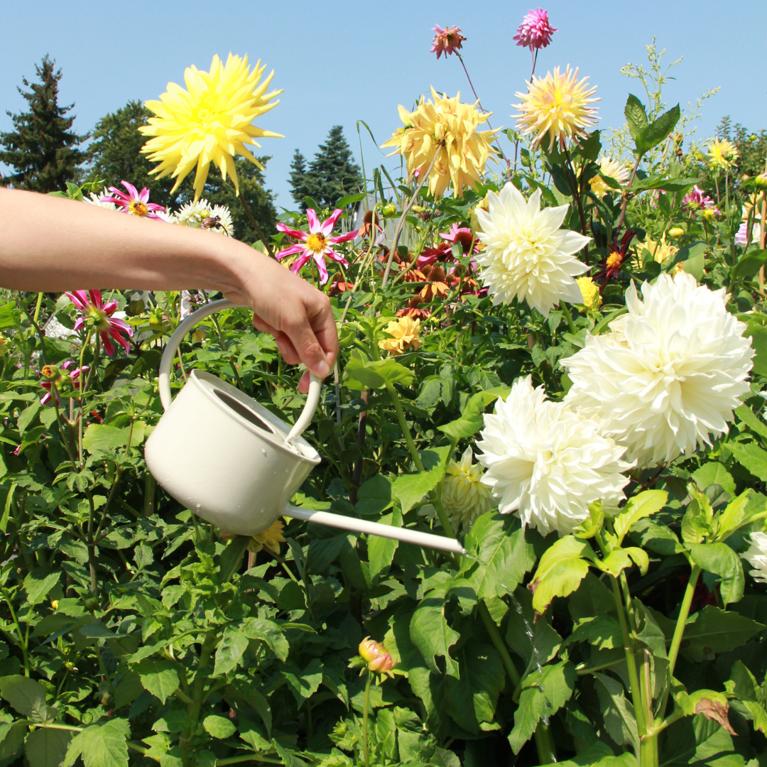 Eine Hand gießt mit der IB Laursen Gießkanne aus Metall graunatur 0,9 l einen leuchtenden Garten mit gelben, weißen und rosa Dahlien unter blauem Himmel - perfekte Pflanzenpflege mit Stil von IB Laursen.
