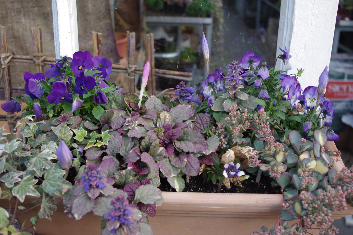 Entdecken Sie den Workshop "Der Balkon im Herbst" der Königlichen Gartenakademie (Fr. 25.09.2026, 10-12 Uhr): Lernen Sie, leuchtende Blumenkästen mit lila Stiefmütterchen, Efeu und Co. zu gestalten - die perfekten Pflanzen für den Balkon im Herbst! Gartenbesichtigung inklusive.