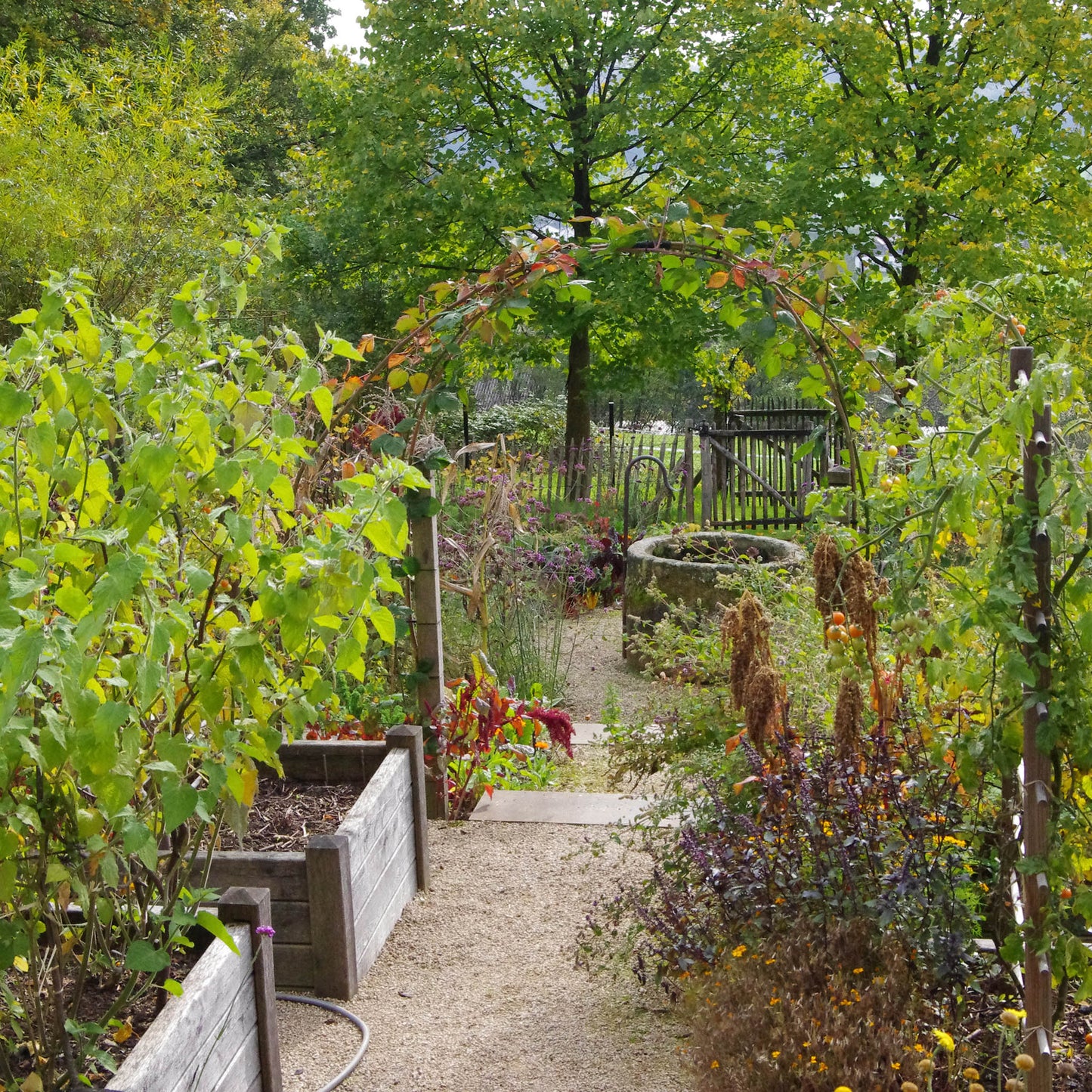 Ein üppiger Garten mit Hochbeeten, Blattgrün und einem Kiesweg unter einem Metallbogen - der an "alte Gärten" erinnert - veranschaulicht den Geist der Königlichen Gartenakademie Do. 19.02.2026 Halbtageskurs: Frischer Wind für alte Gärten.