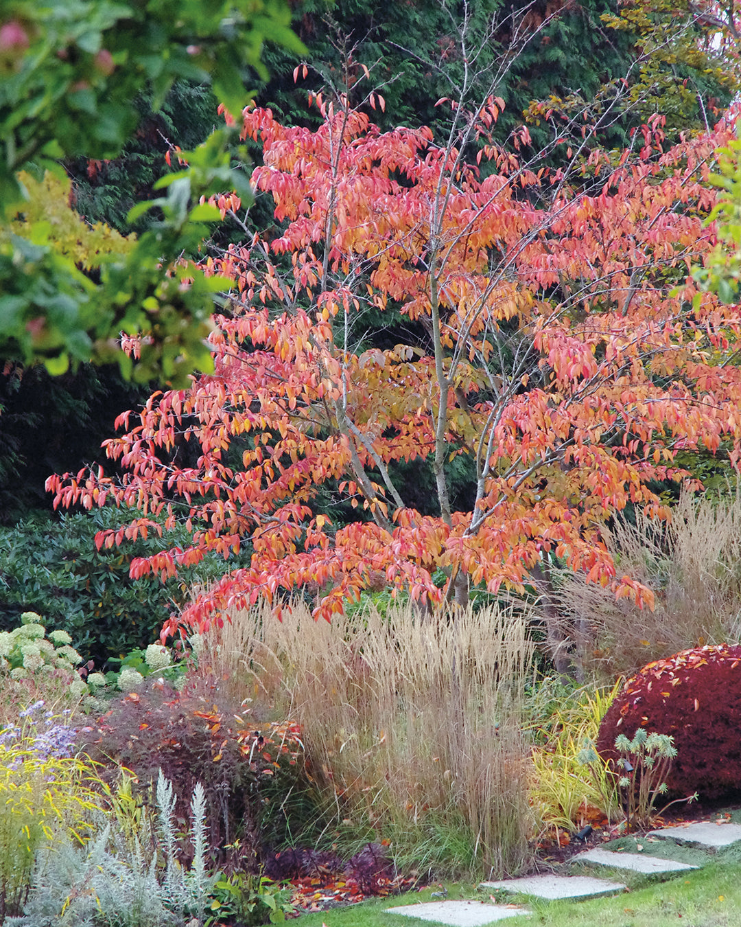 Ein zentraler Baum in leuchtendem Herbstlaub, umgeben von Ziergräsern, Sträuchern und Steinpflaster, präsentiert in der Mi. 3.3.– Fr., 5.3.2027 | 10.00 – 16.30 Uhr DREI-TAGE-MASTERCLASS Gestalten Sie Ihren eigenen Garten – Gärten bis 1.500 m².