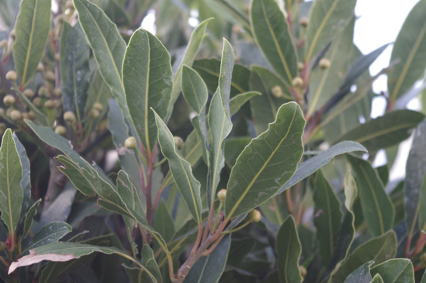 Entdecken Sie saftig grüne Lorbeerblätter mit runden Knospen am Mi. 01.04.2026 | 10.00-11.30 Uhr WORKSHOP "Kräuter pflanzen und pflegen" der Königlichen Gartenakademie-ideal für alle, die sich für den Anbau und die Pflege von Kräutern interessieren!.