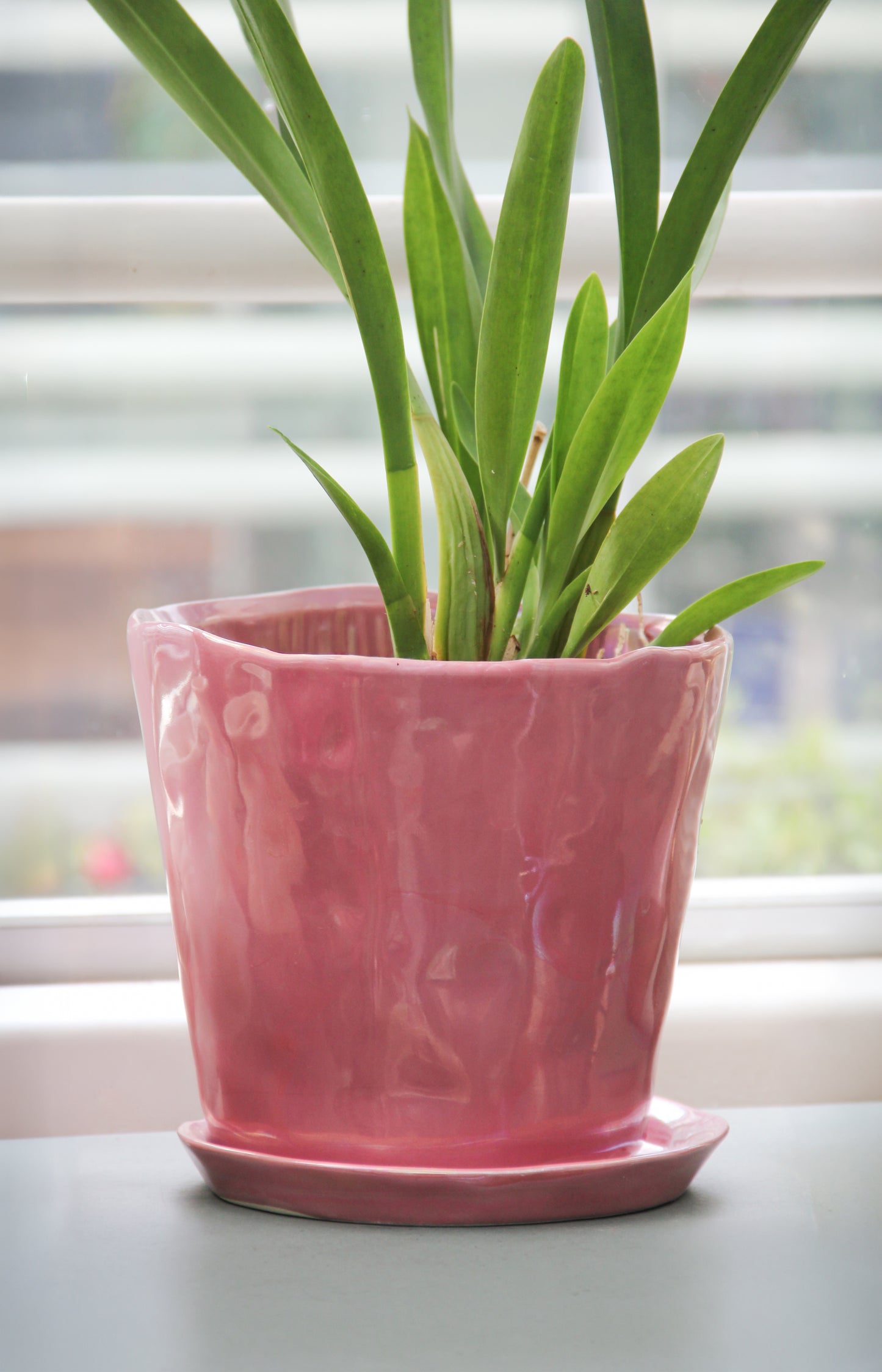 Eine grüne Pflanze mit langen Blättern wächst in einem „Des Pots“-Blumentopf aus glasierter Keramik in Rosa (H 15,5 Ø 18 cm) von Des Pots, der auf einem passenden Untersetzer vor einem Fenster steht, im Hintergrund ist eine verschwommene Außenkulisse zu sehen.