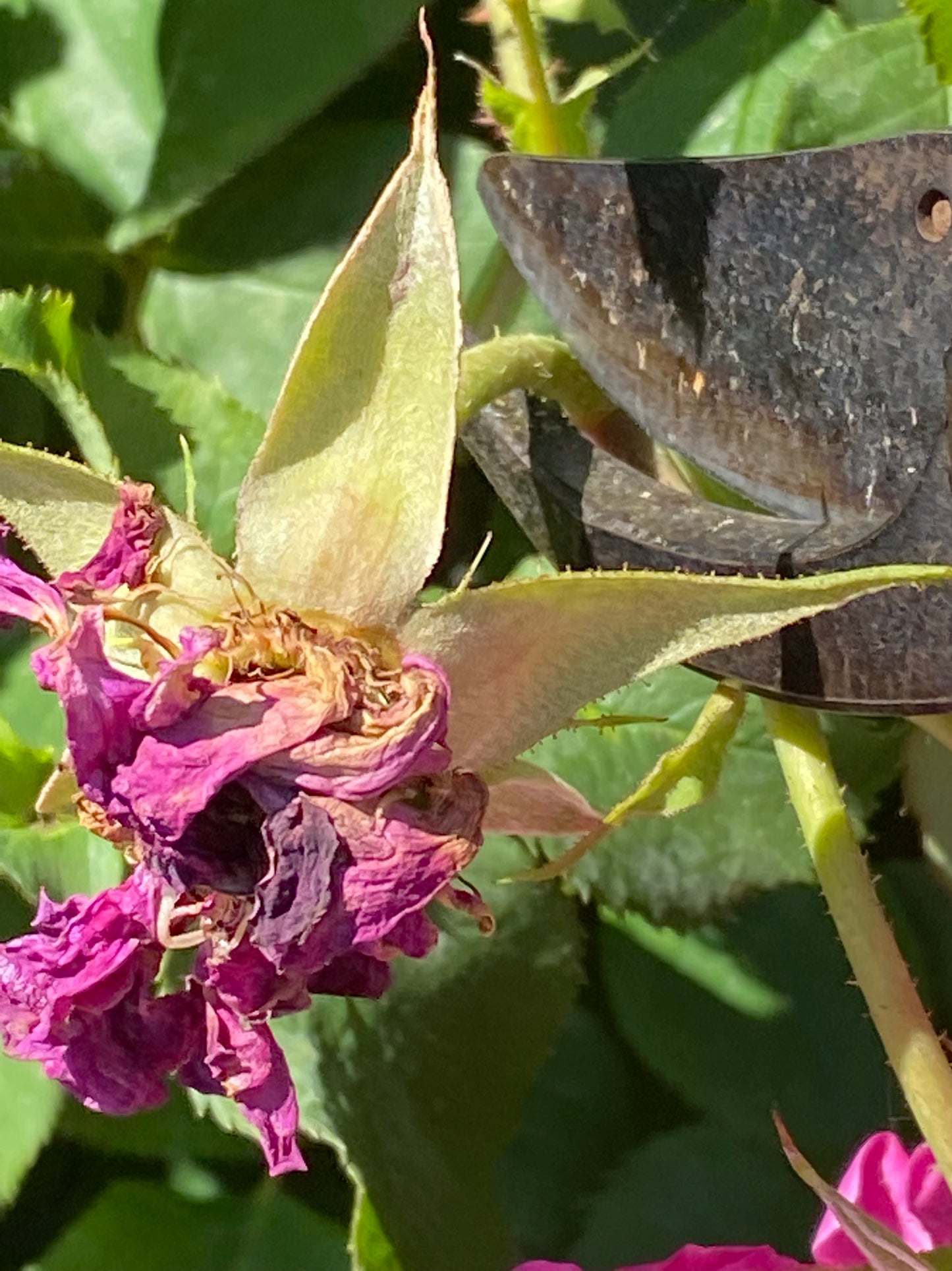 Nahaufnahme einer Gartenschere beim Schneiden einer verwelkten Rose - eine wichtige Gartenarbeit, die während der Veranstaltung "Mi. 01.07.2026 | 15.00-16.30 RUNDGANG Was zu tun ist im Garten im Juli" in der Königlichen Gartenakademie.