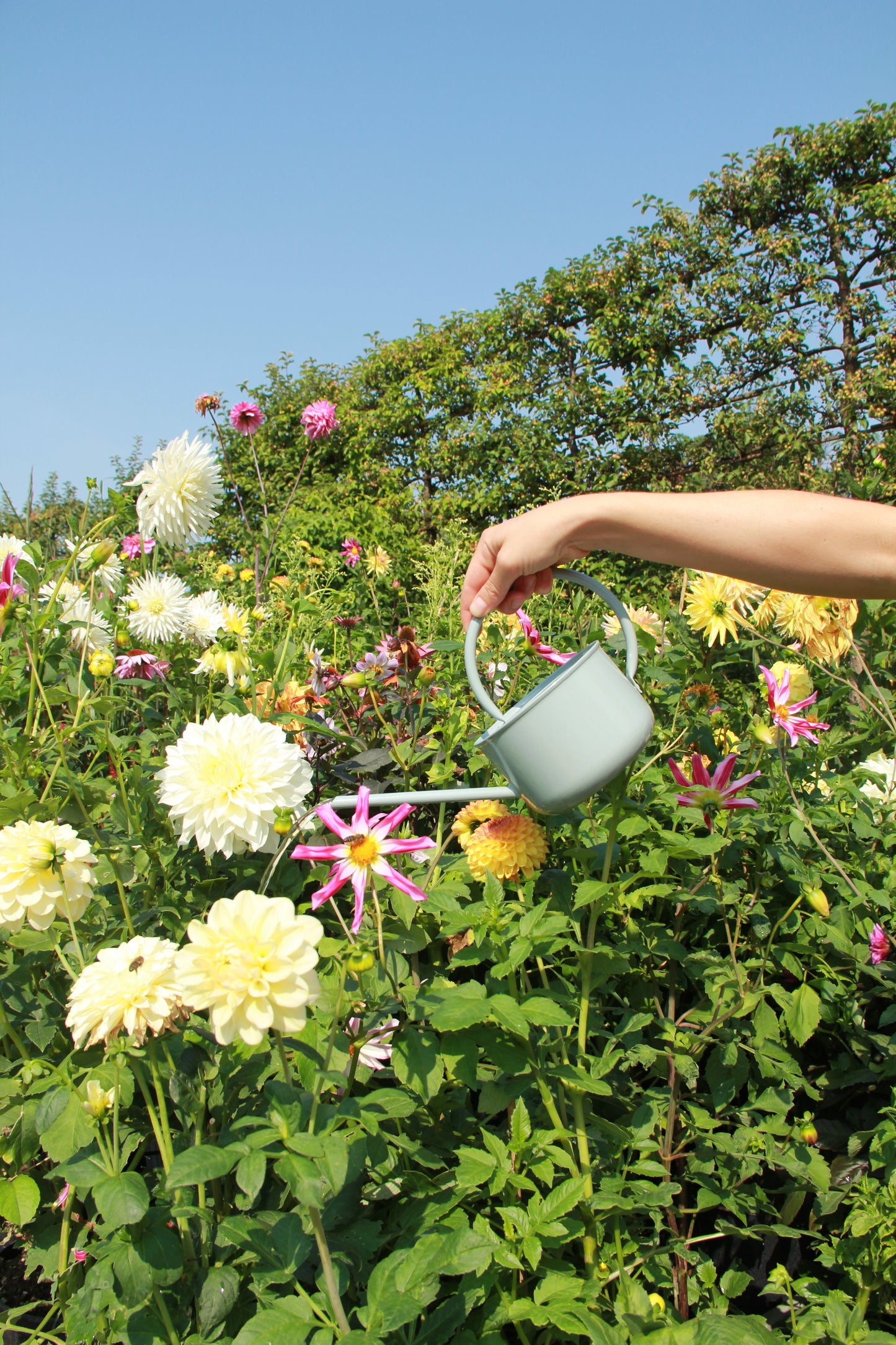 Eine Person gießt blühende Dahlien in einem sonnigen Garten mit der IB Laursen Gießkanne aus Metall in Hellgrün (0,9 l), umgeben von leuchtenden Blumen und Grünpflanzen unter einem klaren blauen Himmel.